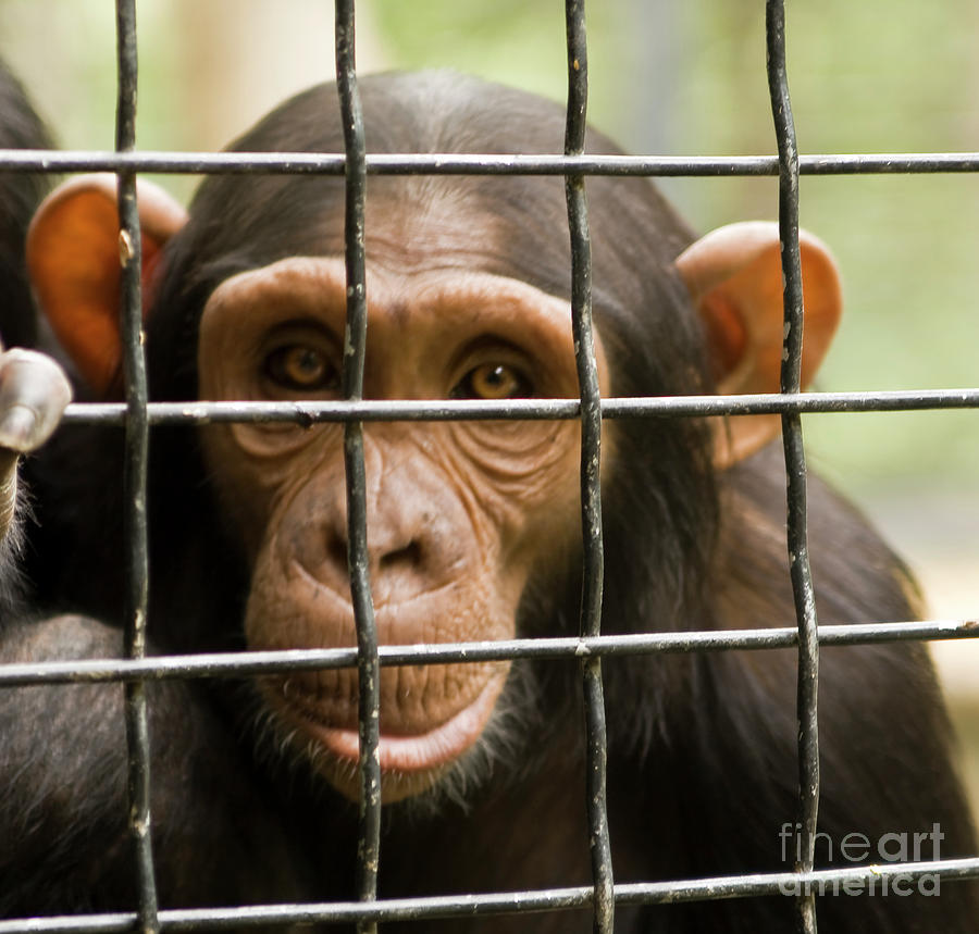 Head of chimpanzee #1 Photograph by Irina Afonskaya