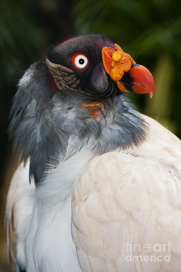 Head Of King Vulture Photograph by Gerard Lacz - Fine Art America