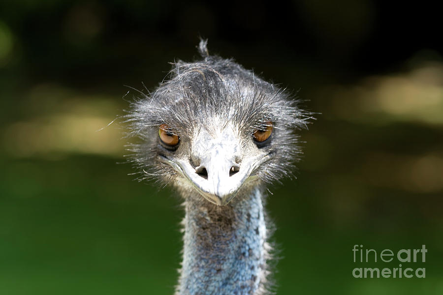 Head of emu Photograph by Patricia Hofmeester