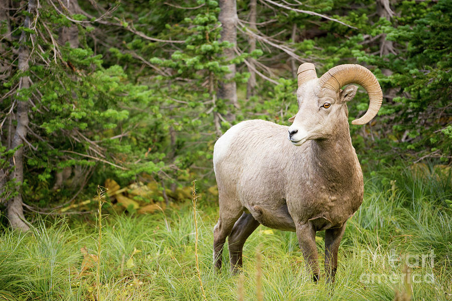 Sheep Photograph - Healthy Male Ram Bighorn Sheep Wild Animal Montana Wildlife #1 by Christopher Boswell