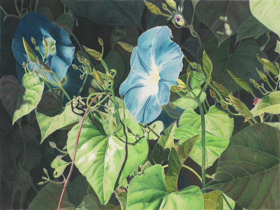 Flower Drawing - Heavenly Blue Morning Glories #1 by Ruth Johnson