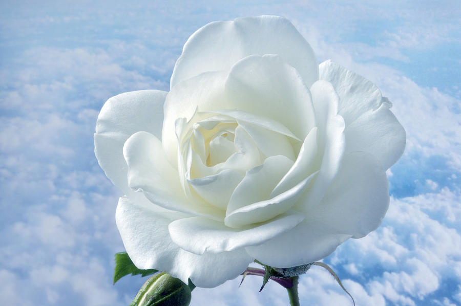 Heavenly White Rose. Photograph by Terence Davis