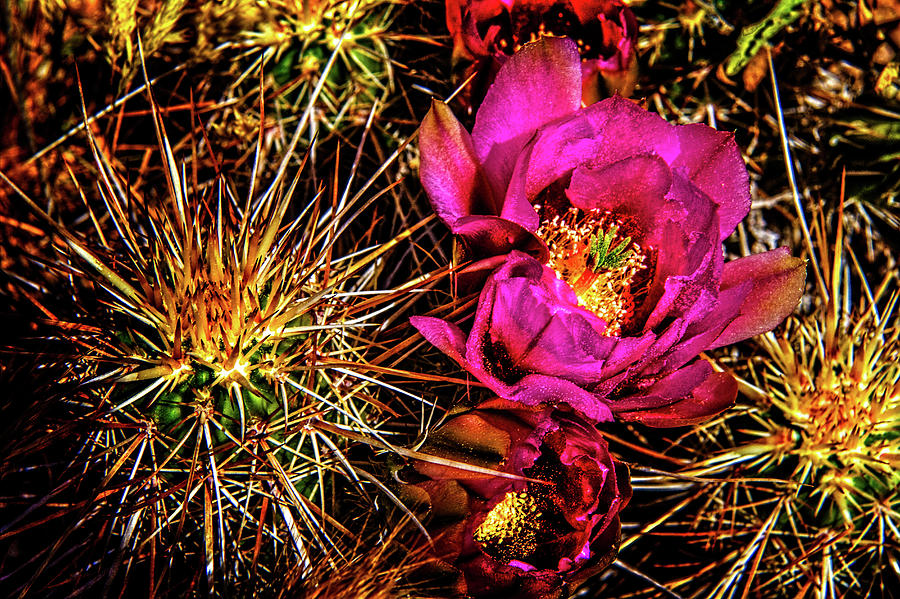 Hedgehog Cactus in Bloom #1 Photograph by Roger Passman