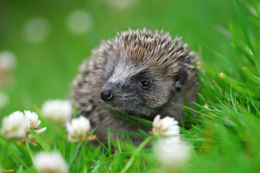 Hedgehog #1 Photograph by Gavin MacRae