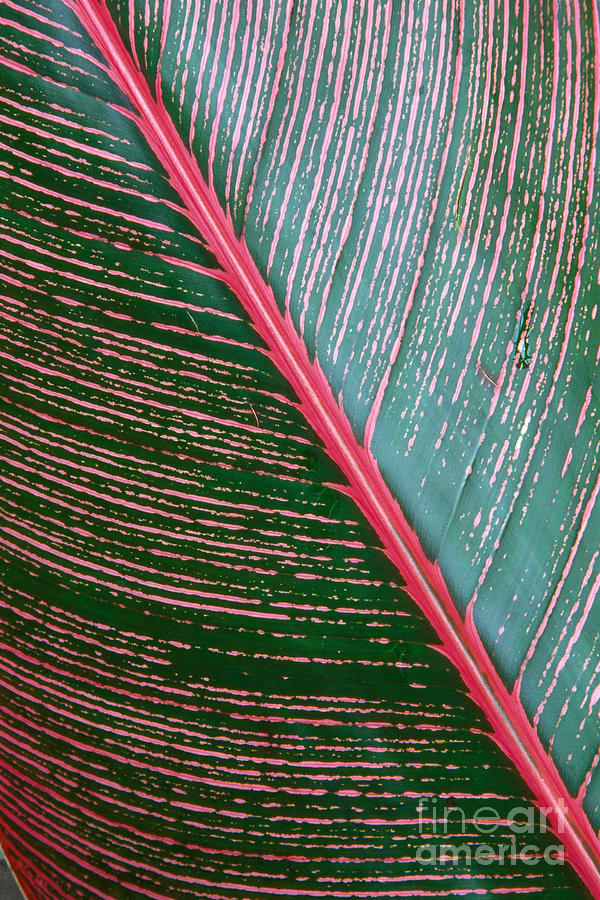 Heliconia Leaf #1 Photograph by Peter French - Printscapes