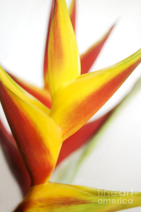 Abstract Photograph - Heliconia Macro #1 by Mary Van de Ven - Printscapes