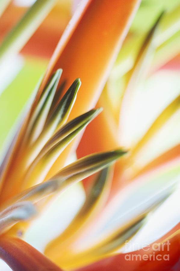 Abstract Photograph - Heliconia #1 by Mary Van de Ven - Printscapes