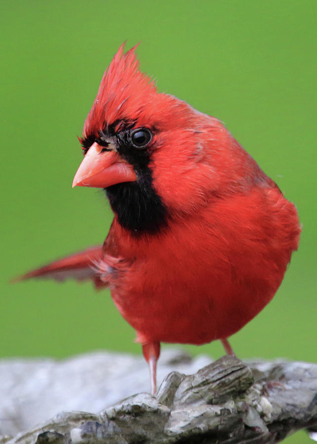 Hello Cardinal #1 Photograph by PJQandFriends Photography