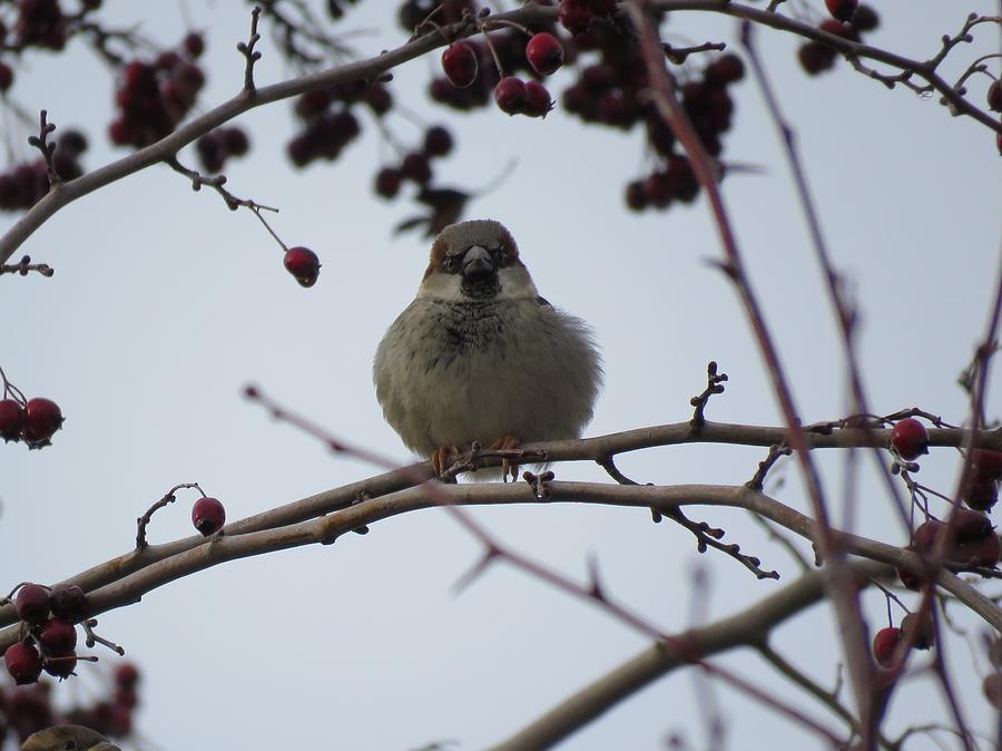 Hello Photograph By Cheryl Trudell Fine Art America