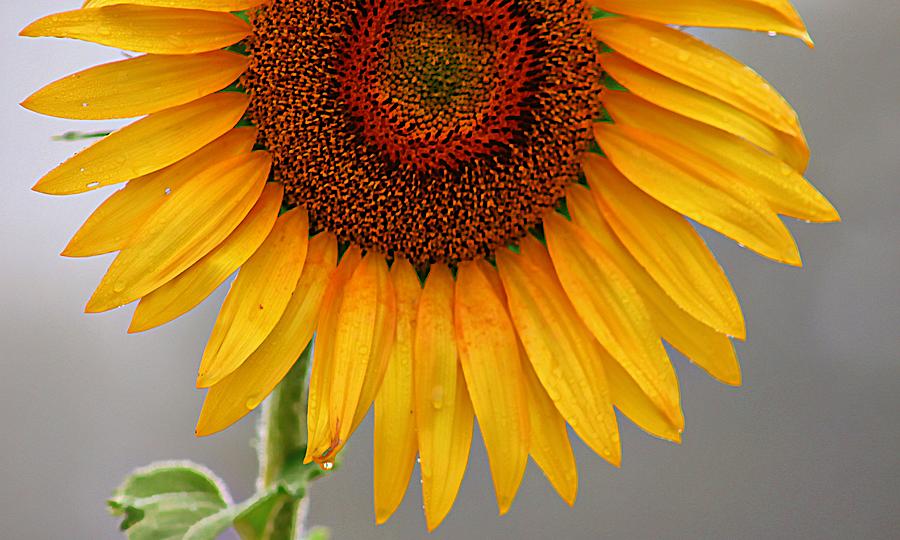 Hello, Sunflower #1 Photograph by Karen McKenzie McAdoo