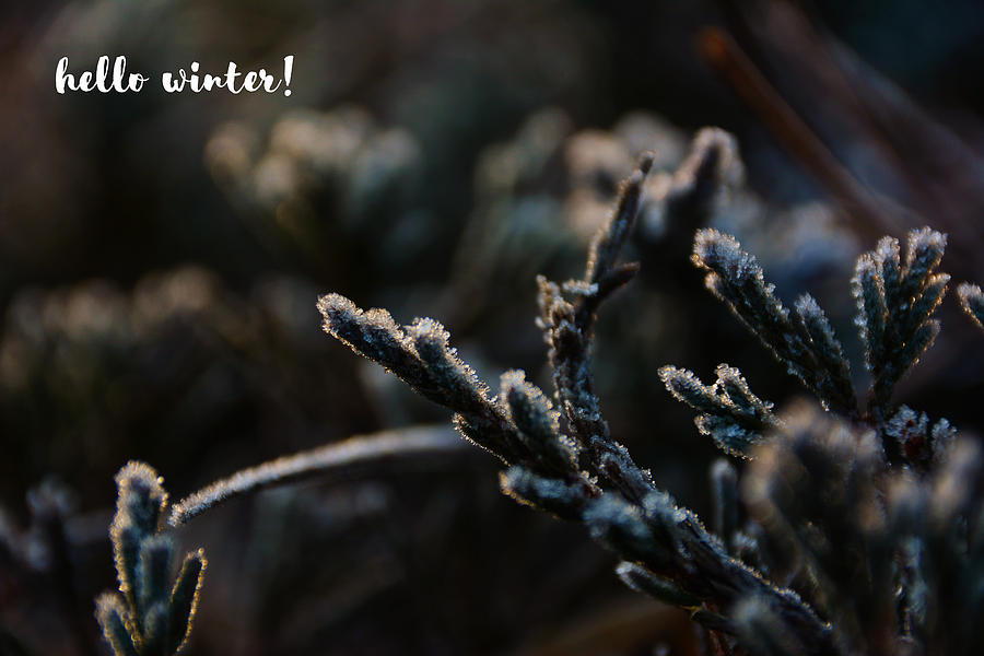 Hello Winter -Georgia #1 Photograph by Adrian De Leon Art and Photography