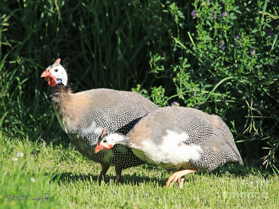 Helmeted Guineafowl #5 Photograph by J McCombie