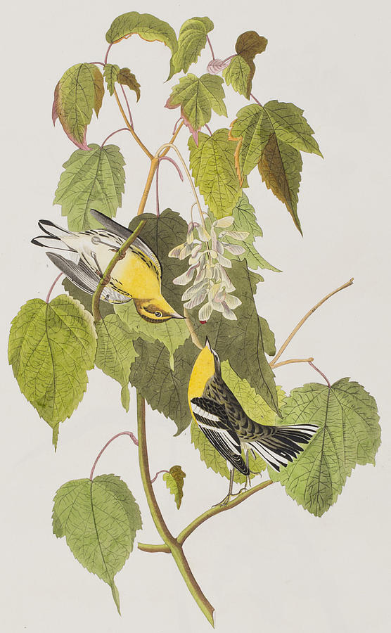 John James Audubon Painting - Hemlock Warbler by John James Audubon