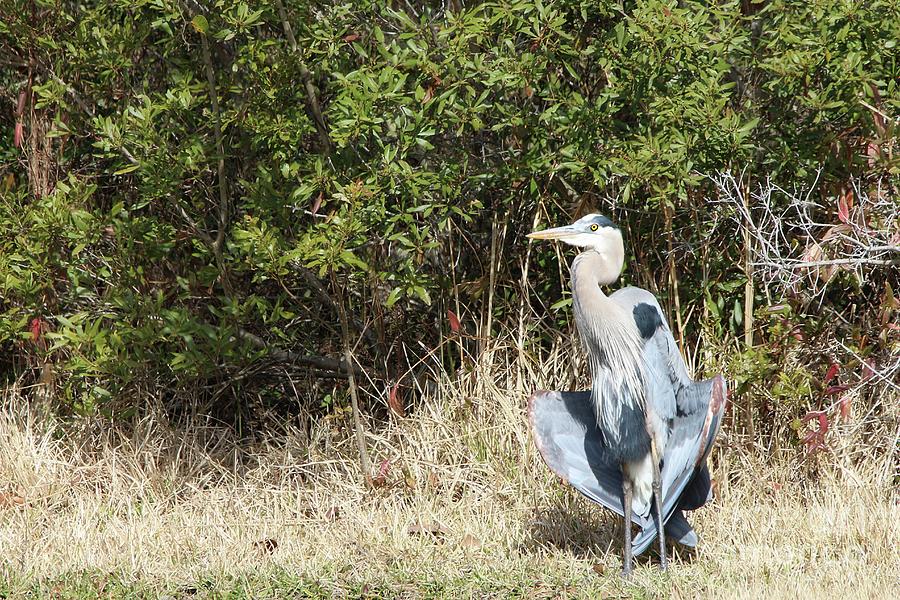 Henry the Heron #1 Photograph by Benanne Stiens