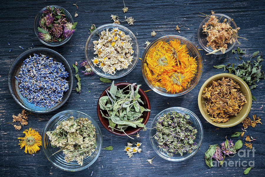 Herbs 1 Photograph by Elena Elisseeva