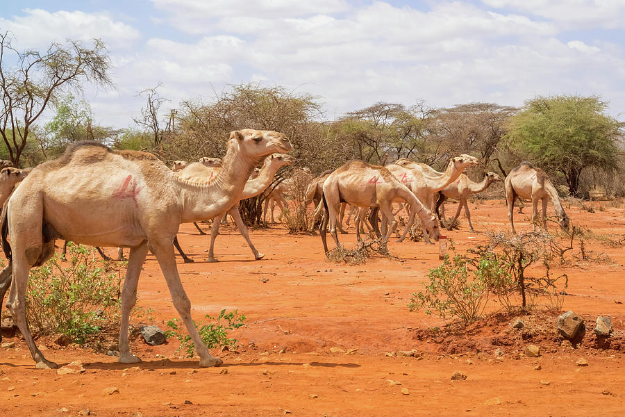 Herd of Camels in Ethiopia #1 Photograph by Marek Poplawski