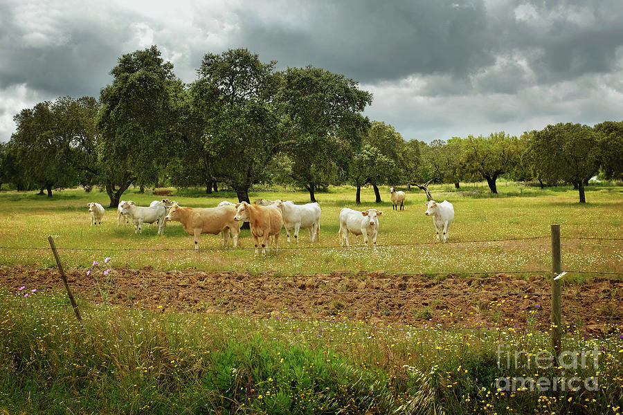Herd of Cows #1 Photograph by Carlos Caetano