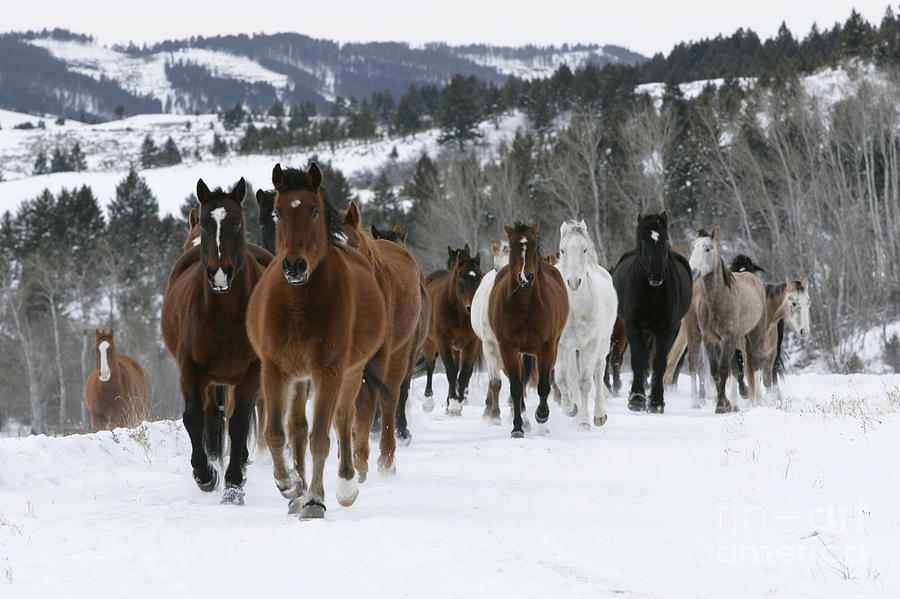 Herd Of Horses #1 Photograph by Jean-Louis Klein & Marie-Luce Hubert