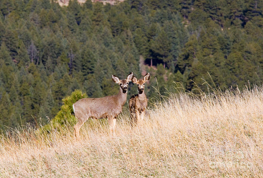 Herd Of Mule Deer In The Pike National Forest Colorado Photograph