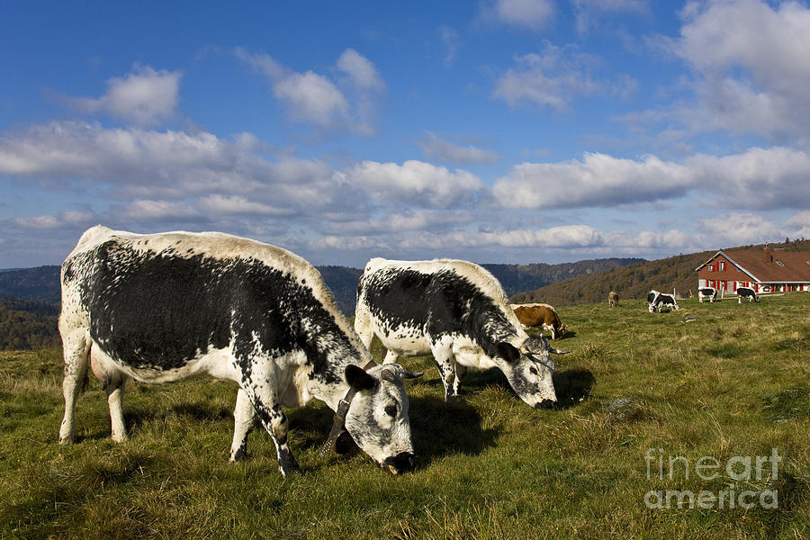 Herd Of Vosgienne Cows #1 Photograph by Jean-Louis Klein & Marie-Luce Hubert