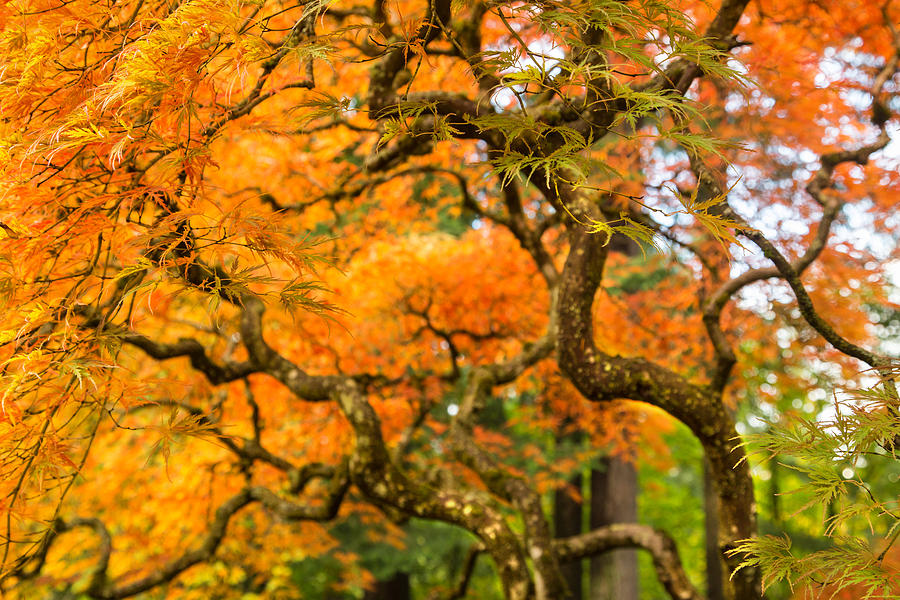 Portland Japanese Garden Photograph - Here we are #1 by Kunal Mehra