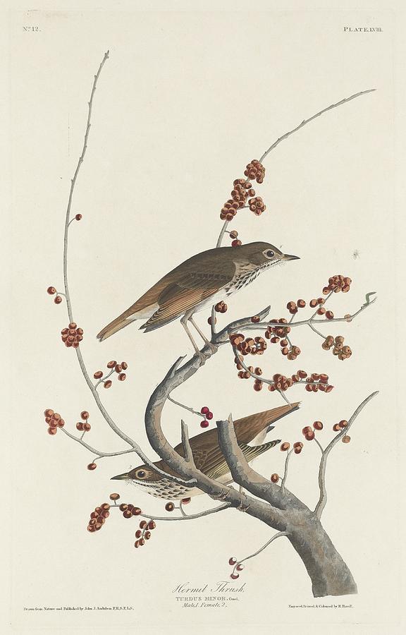 John James Audubon Drawing - Hermit Thrush #1 by Dreyer Wildlife Print Collections 