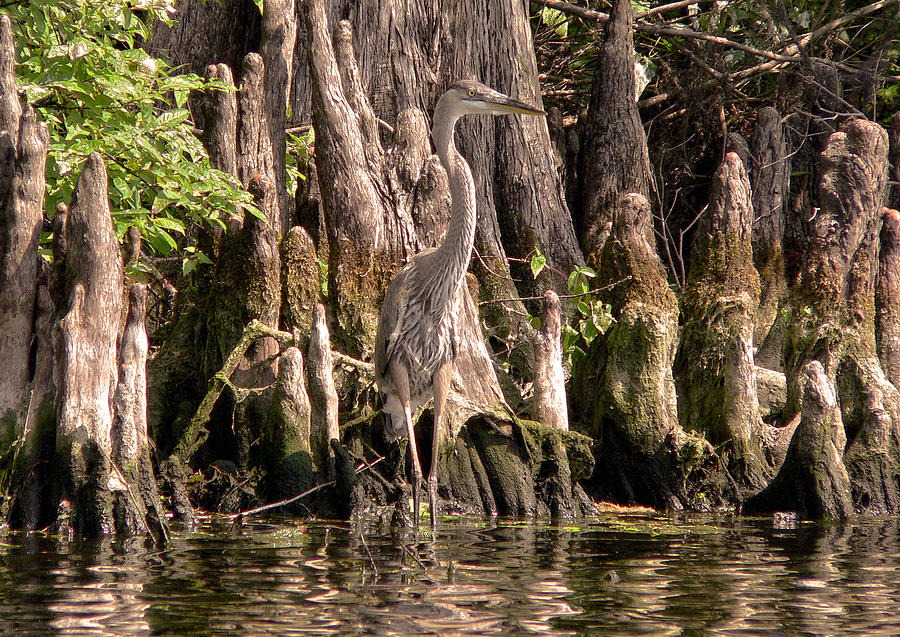 Heron and Cypress Knees #1 Photograph by Steven Sparks