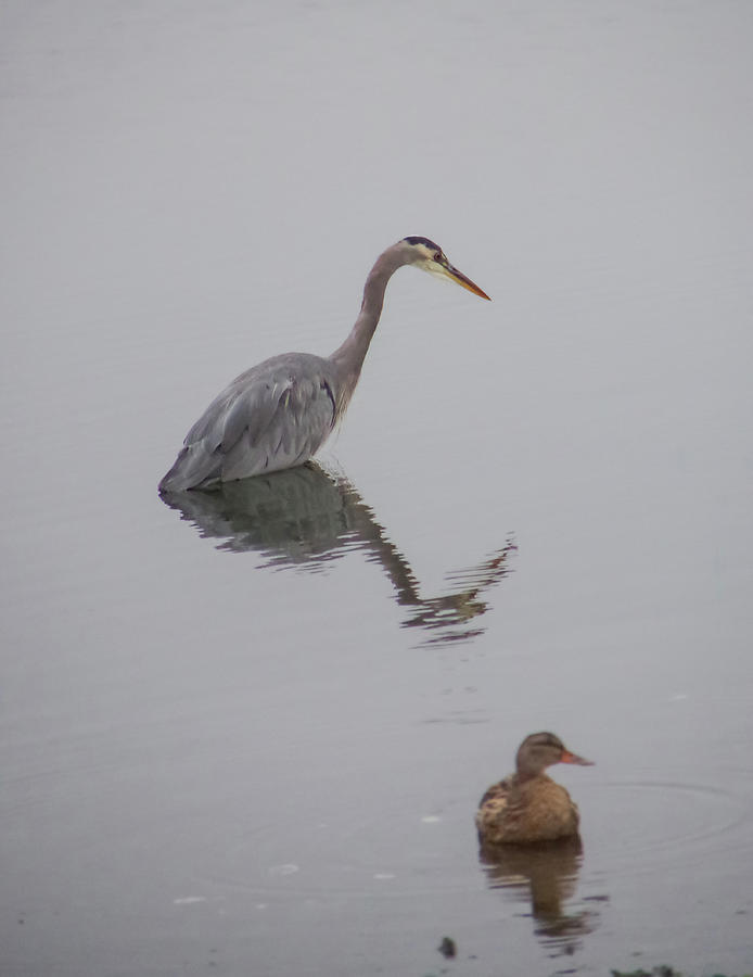 Heron and Friend #2 Photograph by Marilyn Wilson