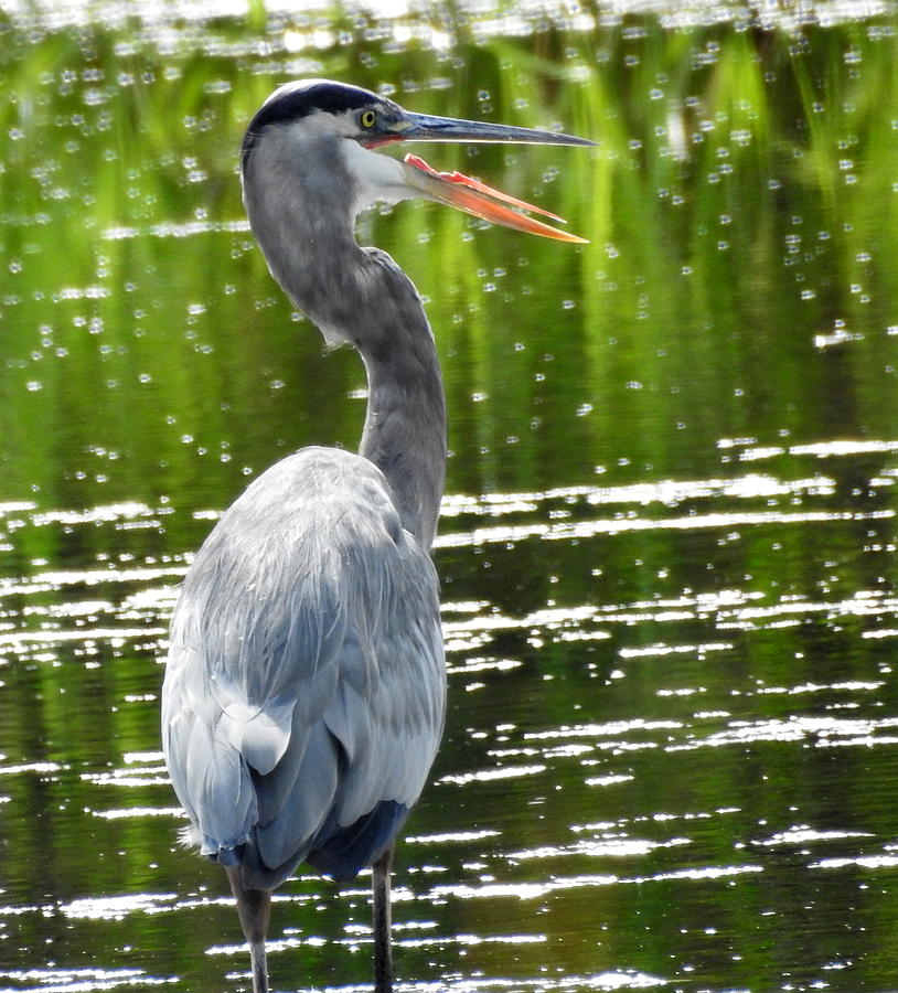 Heron #1 Photograph by Betty-Anne McDonald