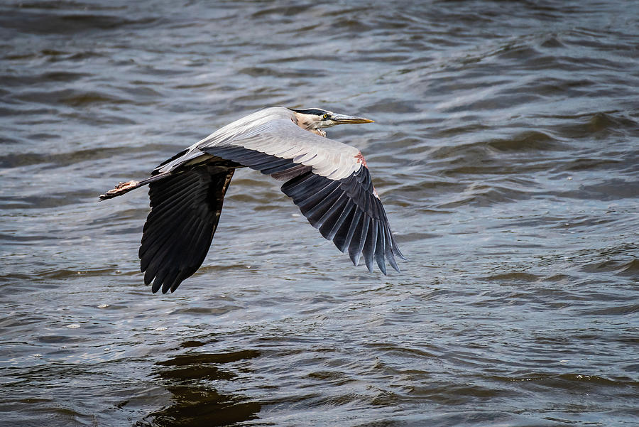 Heron in Flight #1 Photograph by Gary E Snyder