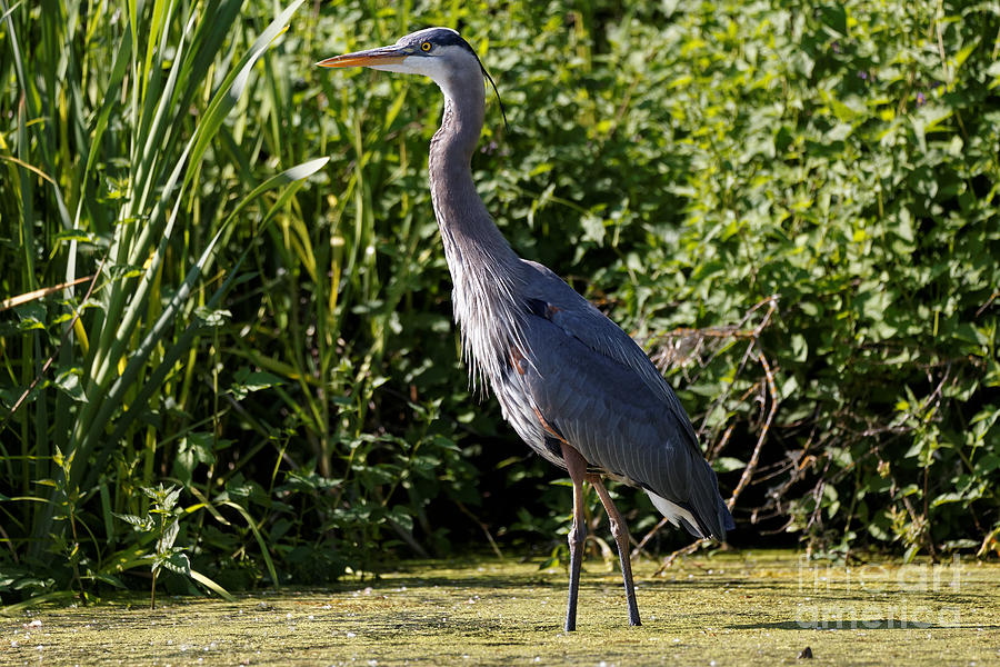 Heron in the Marsh Photograph by Sue Harper - Fine Art America