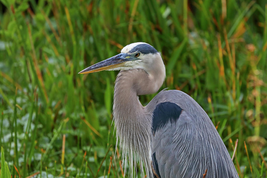 Heron #1 Photograph by Juergen Roth
