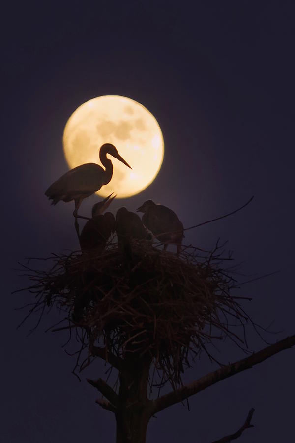 Heron Nest With Full Moon by Dale J Martin Heron Nest With Full Moon by Dale J Martin