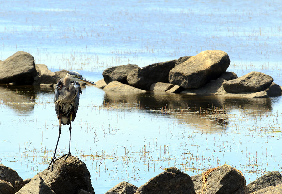 Heron on the Rocks #2 Photograph by Travis Rogers