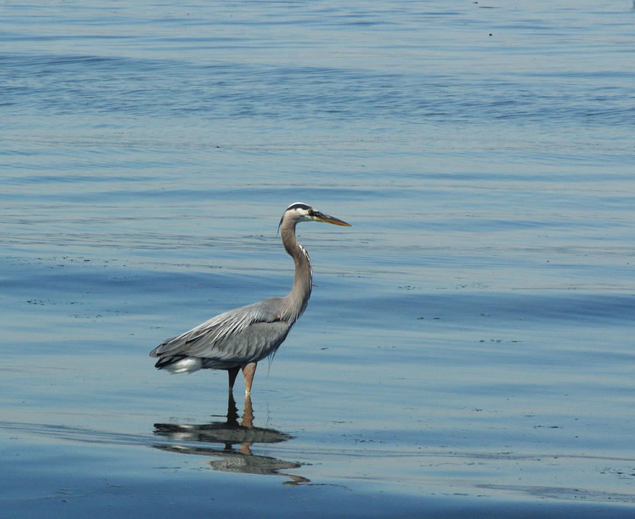 Heron52 Photograph By Ken Sjodin - Fine Art America