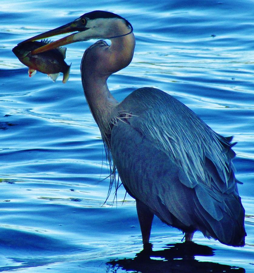 Heron's Breakfast #1 Photograph by Thomas McGuire - Pixels