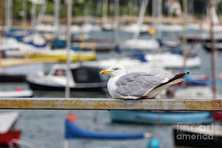 Herring Gull by Brian Roscorla Herring Gull by Brian Roscorla