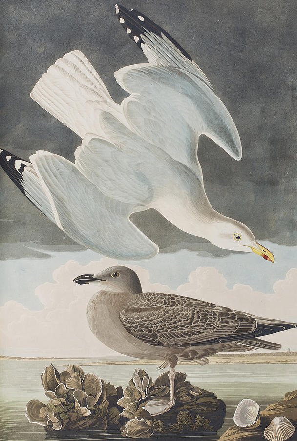 John James Audubon Painting - Herring Gull by John James Audubon