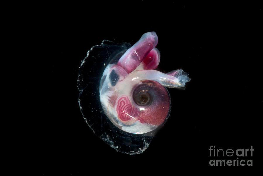 Heteropod Mollusk #1 Photograph by Dant Fenolio