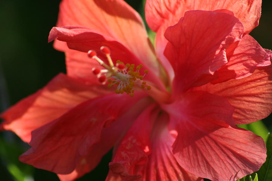 Hibiscus Beauty #1 Photograph by Anita Parker
