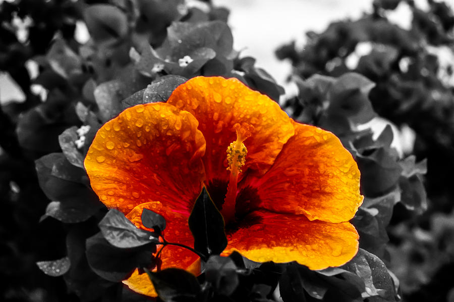 Hibiscus Beauty Photograph by Randy Sylvia Hibiscus Beauty Photograph by Randy Sylvia