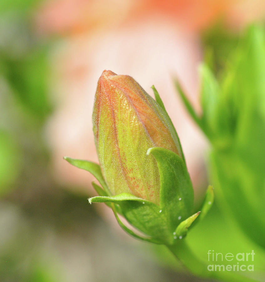 Hibiscus Bud #2 Photograph by Elaine Manley