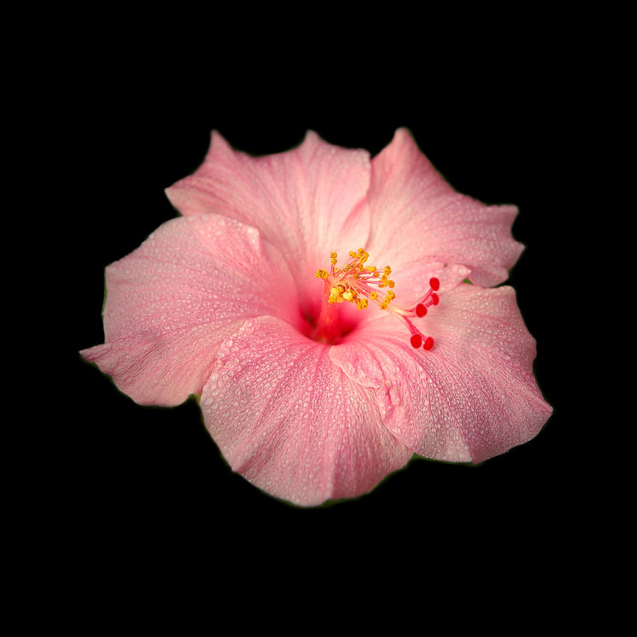 Hibiscus #1 Photograph by David Weeks