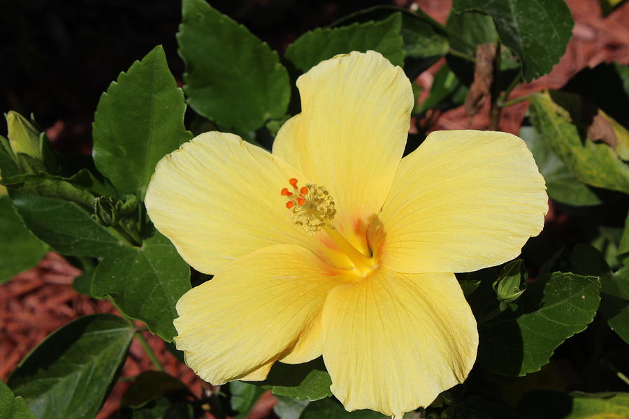 Hibiscus Photograph by David Zuhusky - Fine Art America