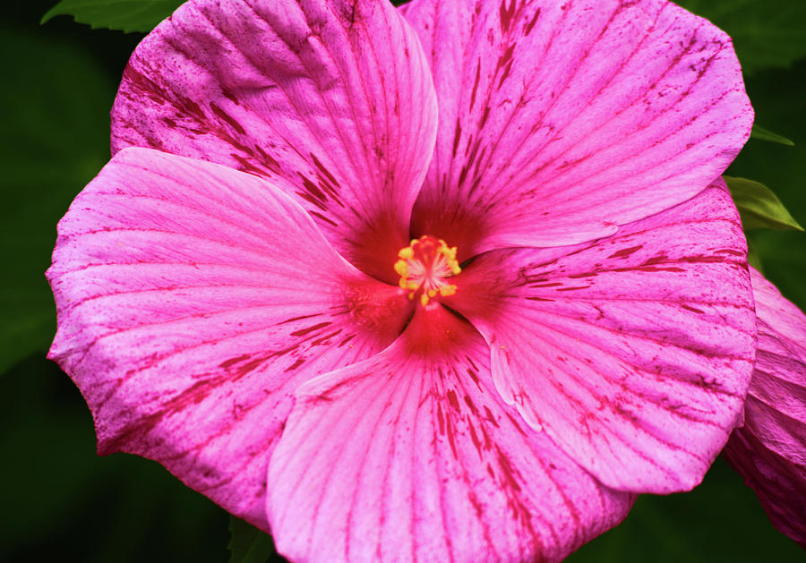 Hibiscus #1 Photograph by Douglas Pike