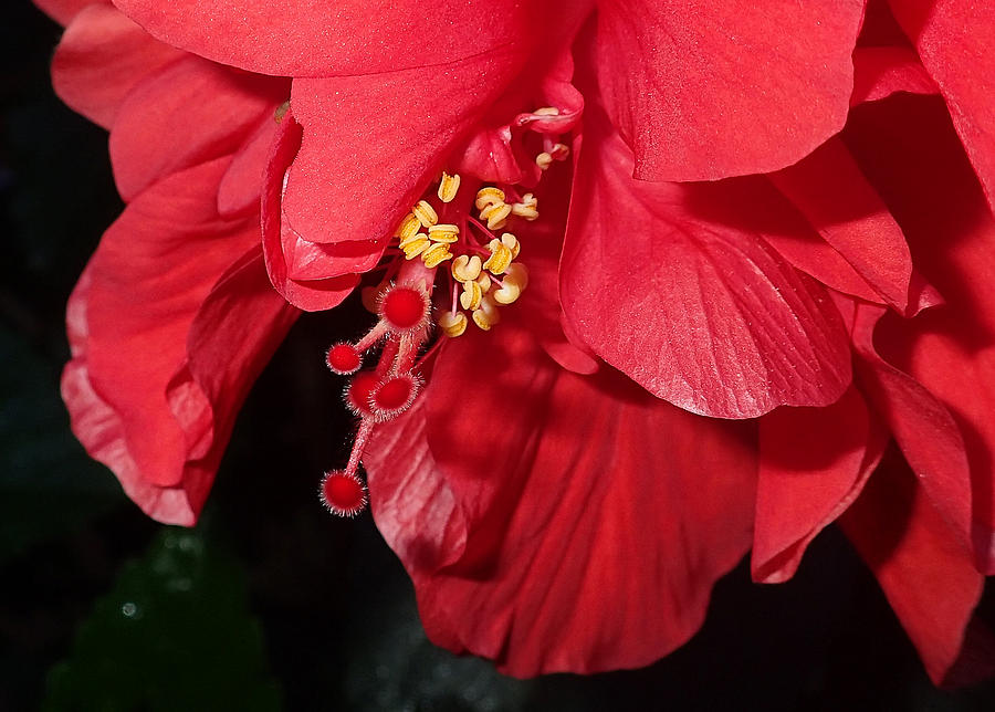 Hibiscus  #1 Photograph by Farol Tomson