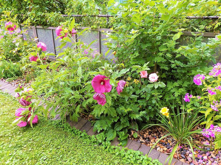 Hibiscus In The Garden Photograph By My Rubio Garden