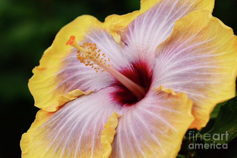 Hibiscus in Yellow #1 Photograph by Cindy Manero