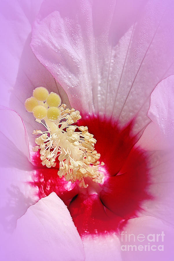 Hibiscus #1 Photograph by Judi Bagwell
