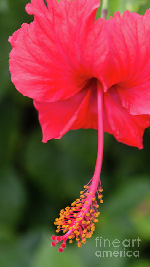 Hibiscus Photograph by Kathy Strauss